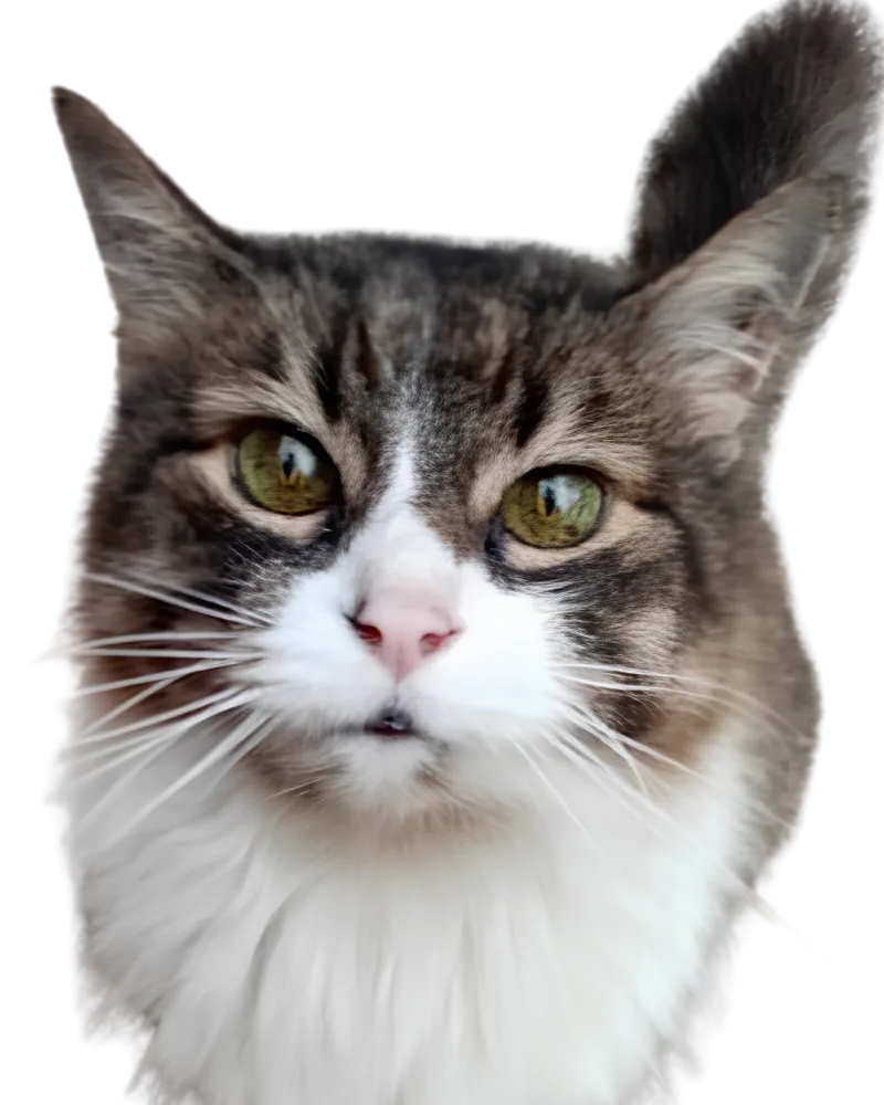 Famosa, participante del concurso de la mascota del mes