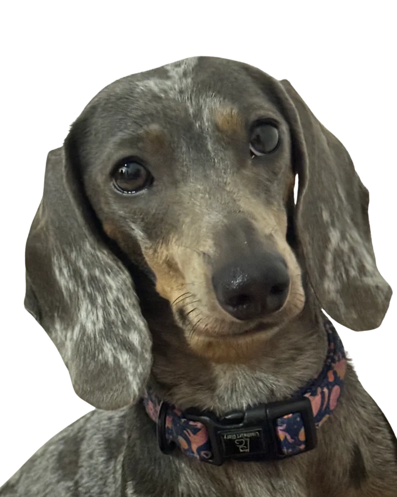 Gaia, participante del concurso de la mascota del mes