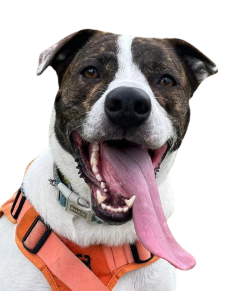Rabito, participante del concurso de la mascota del mes