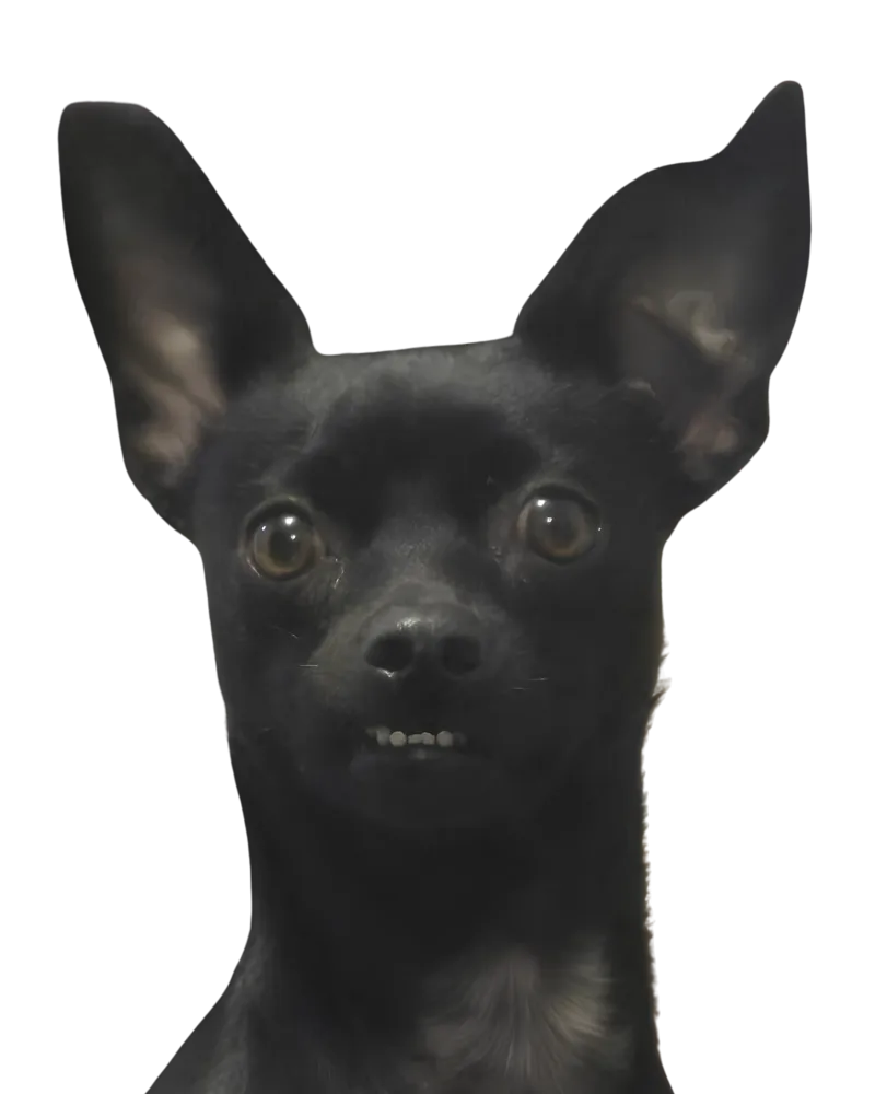Truffa, participante del concurso de la mascota del mes