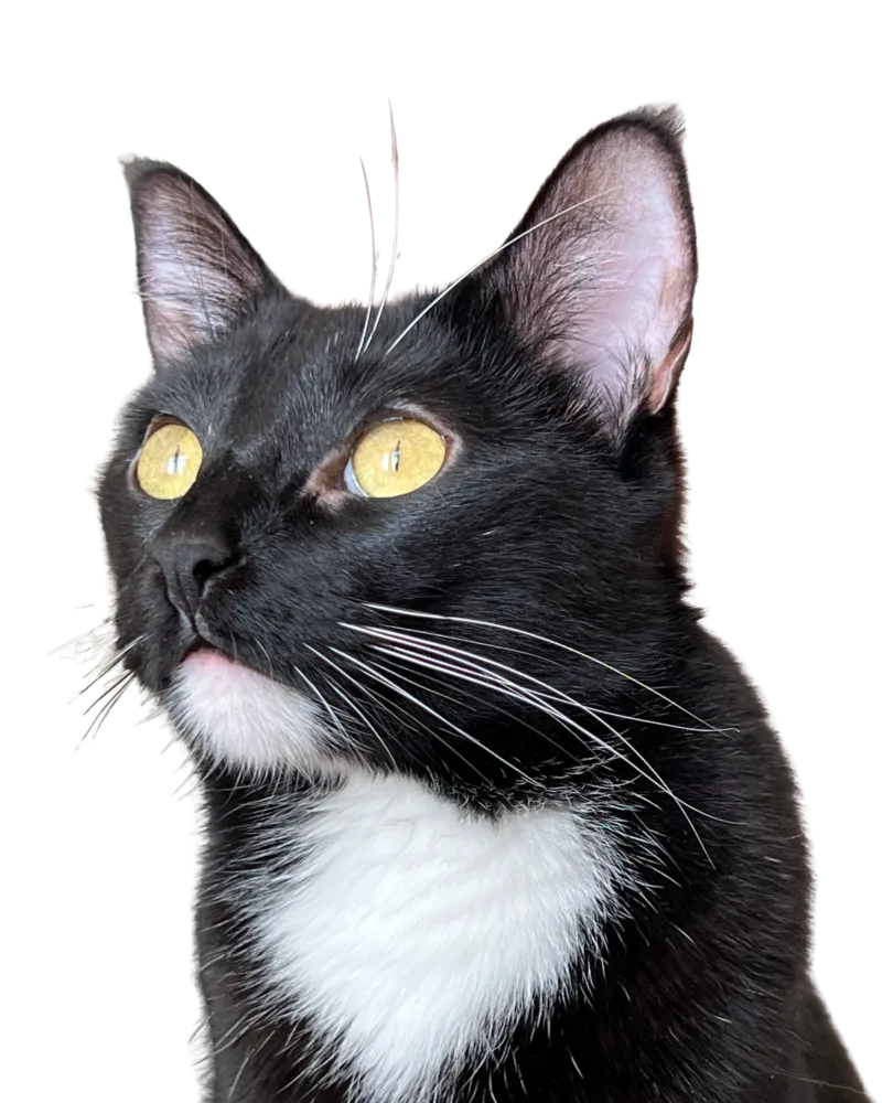 Wigga, participante del concurso de la mascota del mes