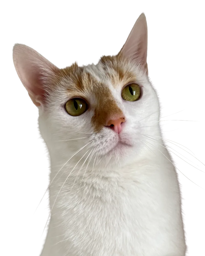Yuki, participante del concurso de la mascota del mes