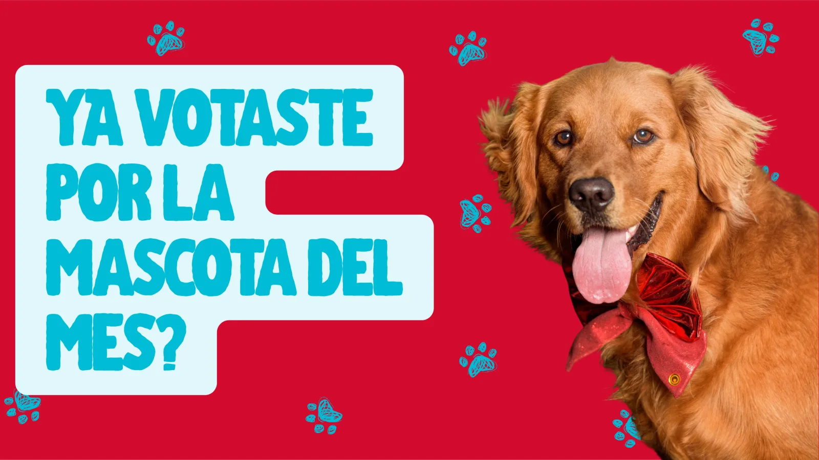 ¿YA VOTASTE POR LA MASCOTA DEL MES?